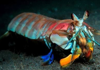 七彩神蝦是什么蝦？七彩神蝦怎么回事？