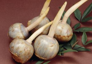 慈姑是什么？慈姑是水生植物嗎