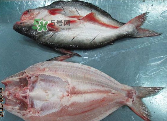 巴沙魚是鯰魚嗎？巴沙魚是海魚嗎