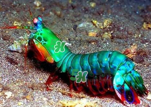 七彩神蝦是什么蝦？七彩神蝦怎么回事？