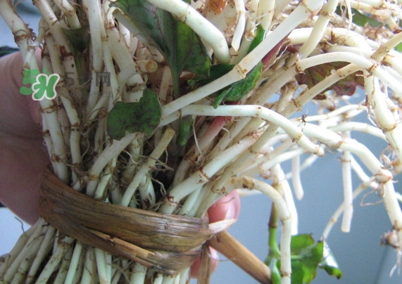 新鮮的折耳根怎么保存？折耳根能放多久