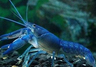 七彩神蝦好吃嗎？七彩神蝦的營(yíng)養(yǎng)價(jià)值