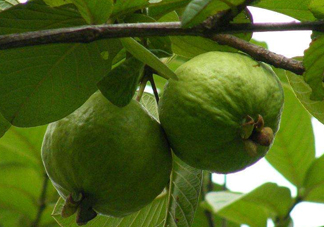 紅心果怎么吃？紅心果多少錢(qián)一斤