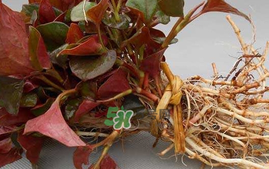 魚(yú)腥草干的好還是新鮮的好？干的魚(yú)腥草怎么吃最好