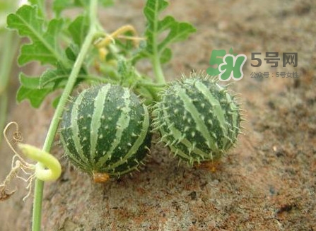 世界上最小西瓜是轉(zhuǎn)基因嗎？世界上最小西瓜有多大