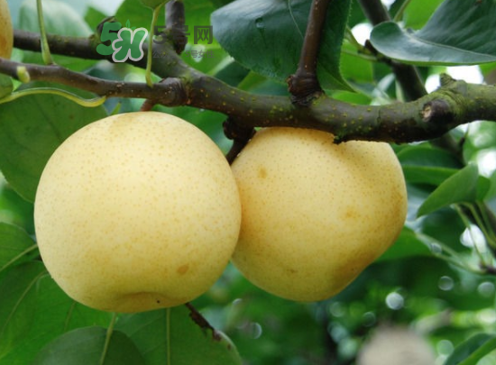 雪梨是涼性還是熱性？雪梨是寒性水果嗎？