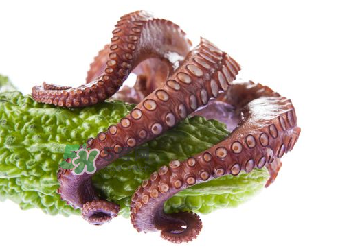 八爪魚什么季節(jié)最好吃？八爪魚什么時(shí)候有籽？