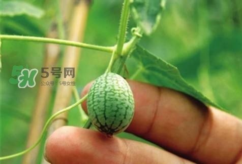 世界上最小西瓜來了 世界上最小西瓜怎么吃？