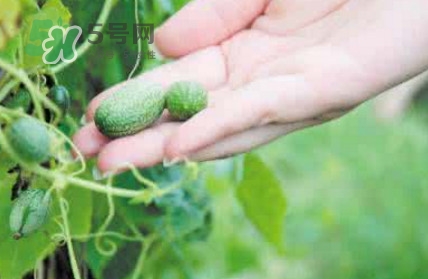 世界上最小西瓜是轉(zhuǎn)基因嗎？世界上最小西瓜有多大