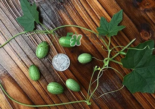 拇指西瓜多少錢一斤？拇指西瓜一口能吃幾個？