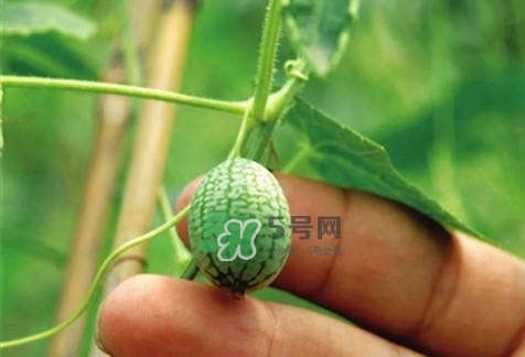 拇指西瓜怎么種？拇指西瓜為什么那么小
