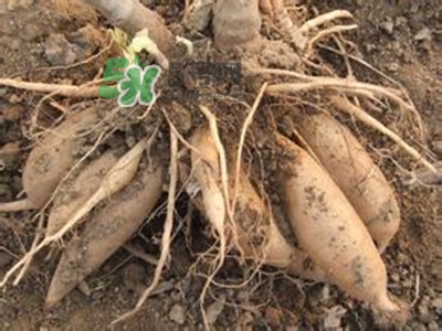 雪蓮果和雞蛋能一起吃嗎？雪蓮果和什么相克？