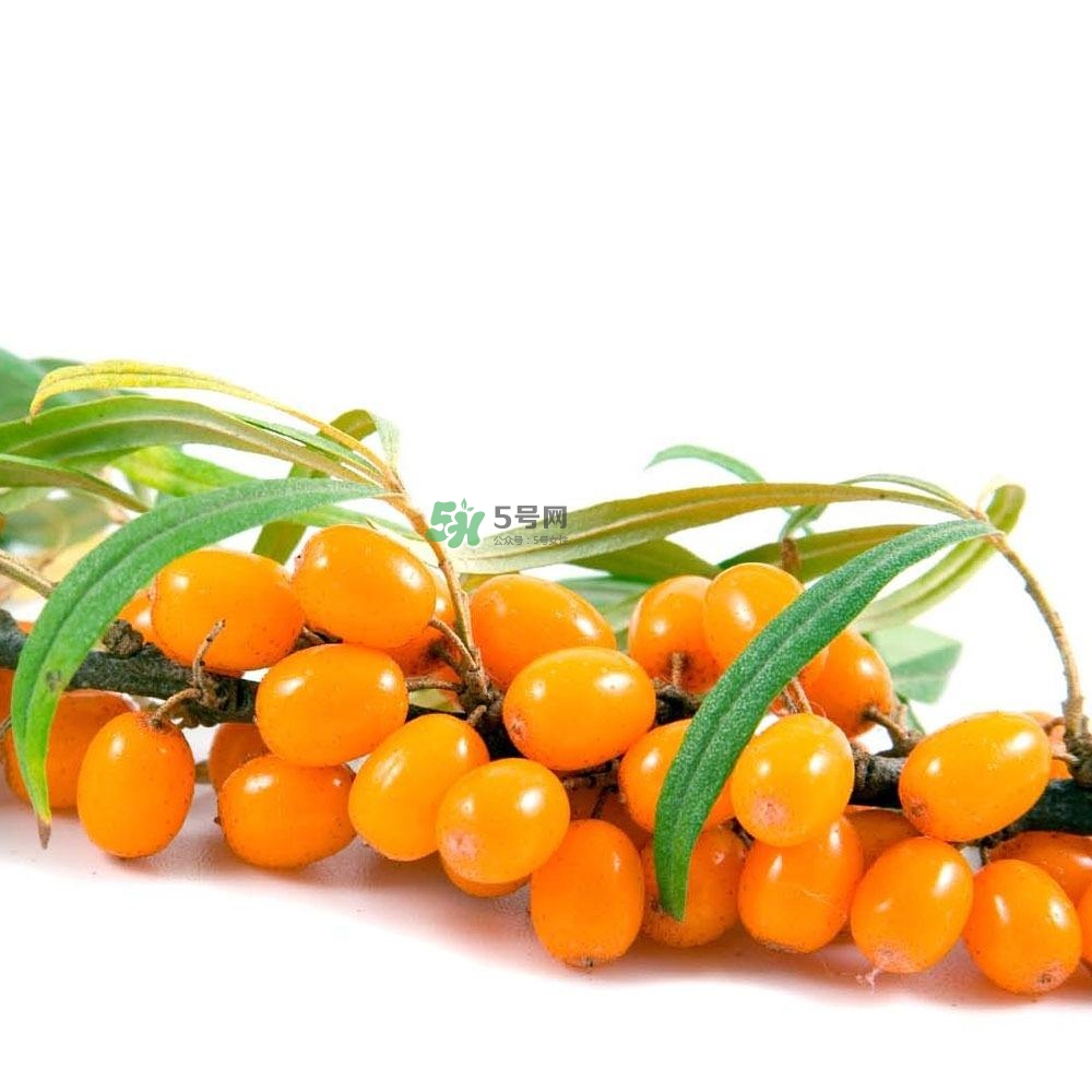 沙棘怎么吃？沙棘果的食用禁忌