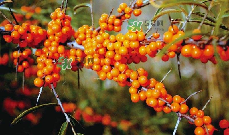 沙棘是什么？沙棘的功效與作用