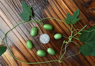 拇指西瓜多少錢一斤？拇指西瓜一口能吃幾個(gè)？