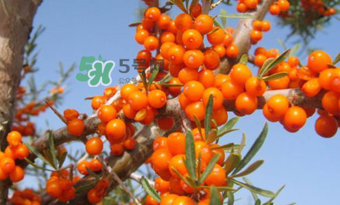 沙棘是酸性還是堿性？沙棘是涼性還是熱性？