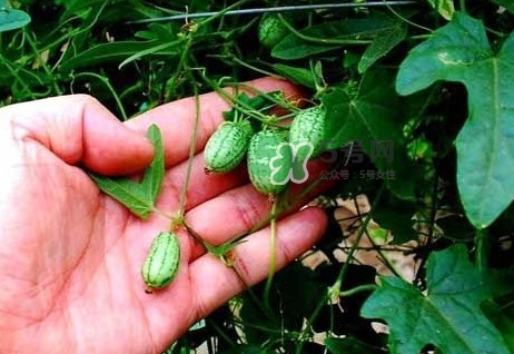 世界上最小西瓜是轉(zhuǎn)基因嗎？世界上最小西瓜有多大