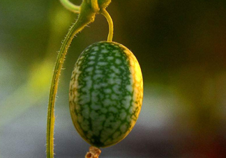 拇指西瓜口感如何？拇指西瓜什么味道？