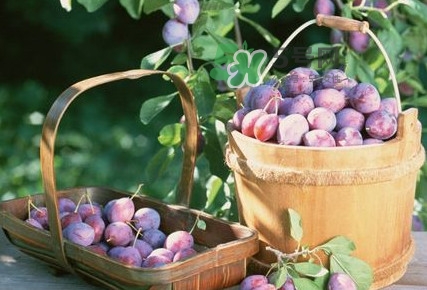 烏梅是酸性還是堿性？烏梅是熱性還是涼性