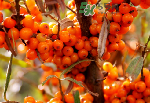 沙棘是酸性還是堿性？沙棘是涼性還是熱性？