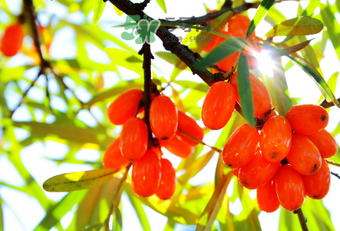 沙棘是酸性還是堿性？沙棘是涼性還是熱性？