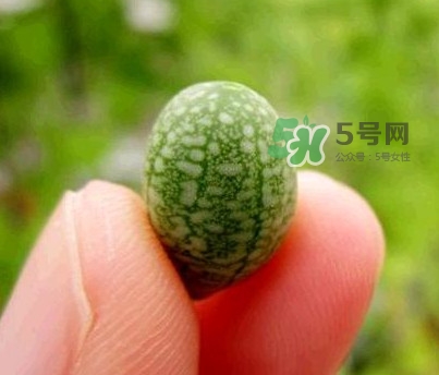 拇指西瓜怎么吃？拇指西瓜好吃嗎