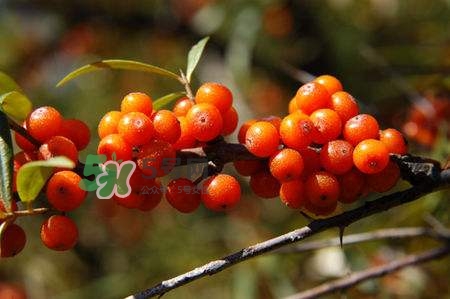 沙棘怎么吃？沙棘果的食用禁忌