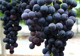 黑提子是涼性還是熱性？黑提是熱性還是涼性？