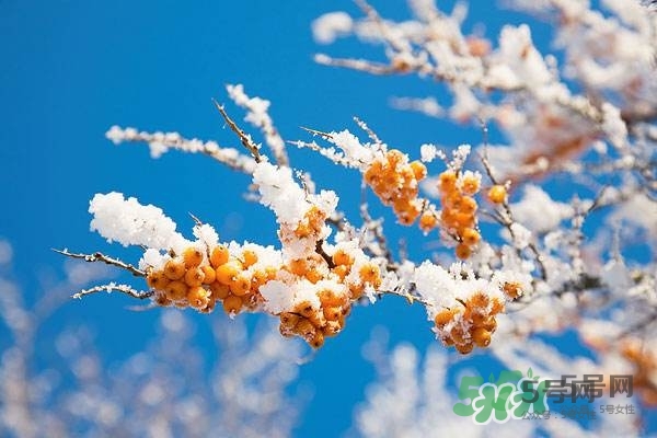 沙棘是什么？沙棘的功效與作用