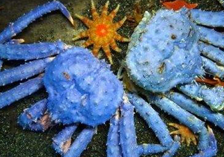 螃蟹腿藍(lán)色的是什么？螃蟹腿為什么是藍(lán)色？