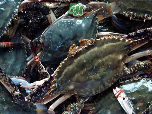 梭子蟹養(yǎng)殖的嗎？梭子蟹養(yǎng)殖和野生的區(qū)別