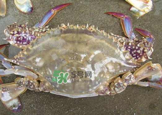 梭子蟹養(yǎng)殖的嗎？梭子蟹養(yǎng)殖和野生的區(qū)別