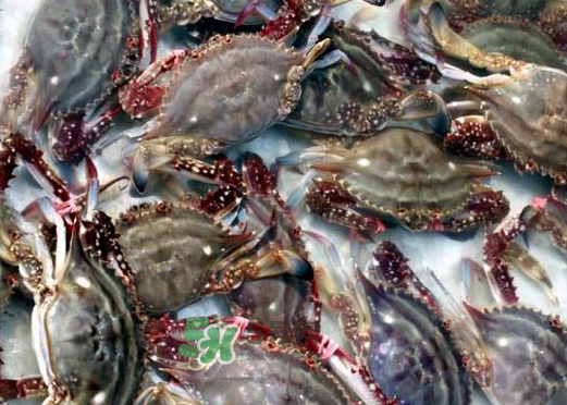 梭子蟹養(yǎng)殖的嗎？梭子蟹養(yǎng)殖和野生的區(qū)別