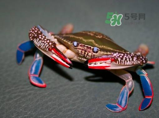 花蟹不能和什么一起吃？花蟹和什么不能一起吃？