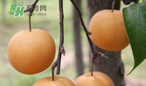 梨子什么時候吃最好？梨子什么時候成熟