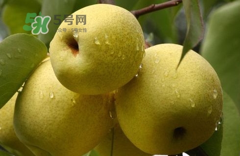 梨子多少錢一斤？皇冠梨多少錢一斤？