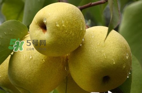 梨子有公母之分嗎？梨子怎么分辨公母