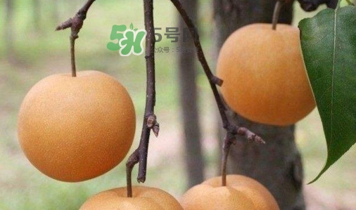 梨子是發(fā)物嗎？梨子是不是不能分著吃