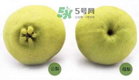 梨子有公母之分嗎？梨子怎么分辨公母