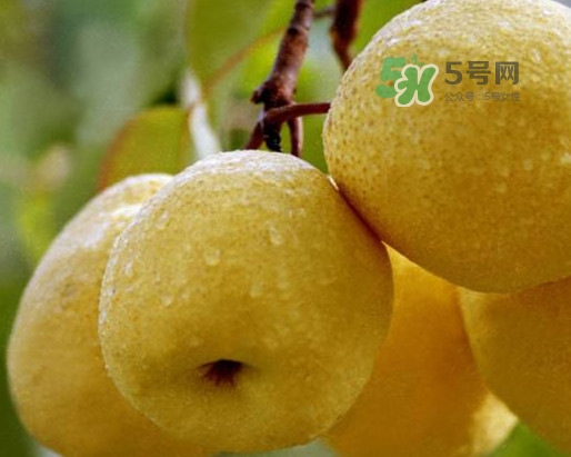 碭山梨怎么讀？碭山梨吃著為什么那么松軟