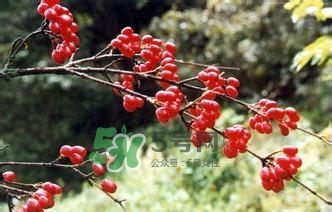 怎么看男人腎好不好？男人腎虛吃什么調(diào)理？