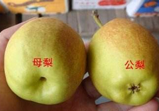 梨子有公母之分嗎？梨子怎么分辨公母