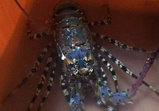 中華錦繡龍蝦能吃嗎？中華錦繡龍蝦能吃嗎？