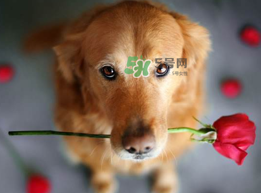 七夕可以提前送花嗎？七夕節(jié)提前幾天送花好？