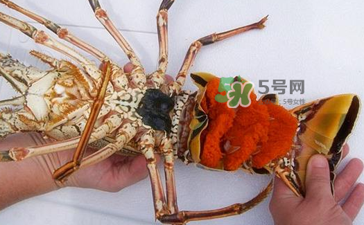 中華錦繡龍蝦能吃嗎？中華錦繡龍蝦能吃嗎？