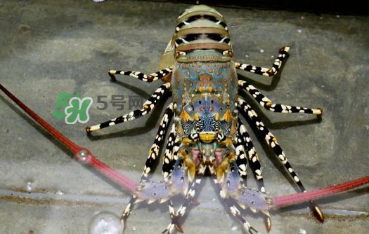 中華錦繡龍蝦能吃嗎？中華錦繡龍蝦能吃嗎？