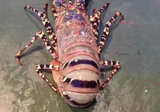 中華錦繡龍蝦怎么做？中華錦繡龍蝦怎么吃？