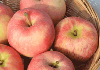 嘎啦蘋果多少錢？嘎啦果多少錢一斤