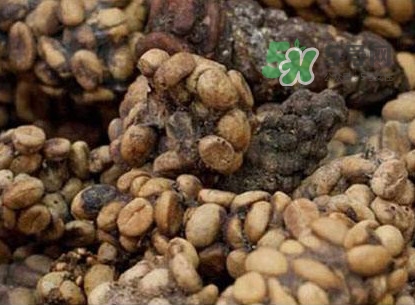 貓屎咖啡多少錢一杯？貓屎咖啡多少錢一斤