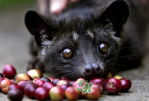 貓屎咖啡是怎么來的？貓屎咖啡的由來